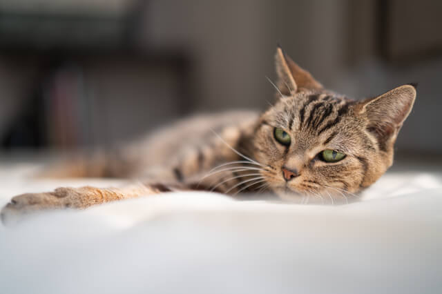 猫も熱中症になる！症状や対策・応急処置を解説のサムネイル画像